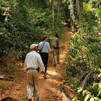 Forest Walk in Kigoma National Park
