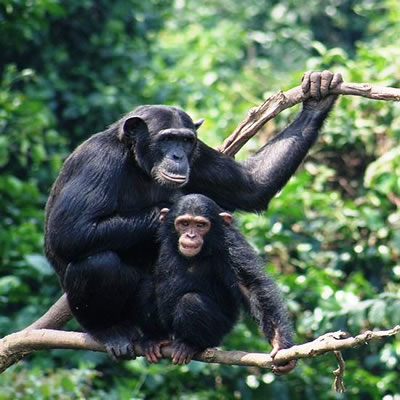 Kigoma Chimpanzee safari in Tanzania