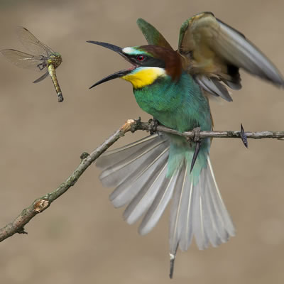 Birding of Gombe Stream National Park Tanzania